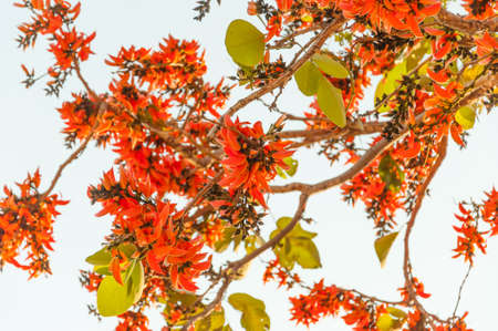 Bastard Teak Flower bloomの写真素材