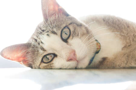 grey cat