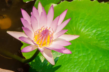 A beautiful pink waterlily or lotus flower in pondの写真素材