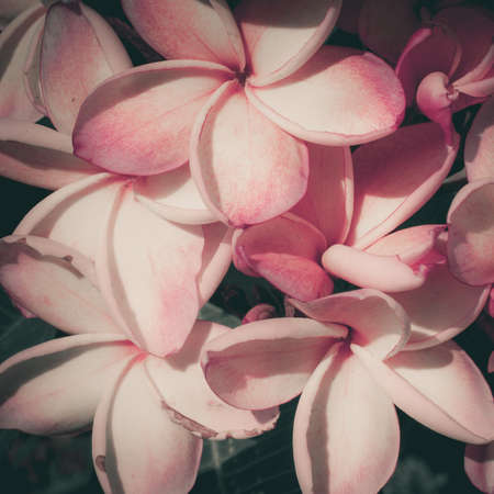 Frangipani, Pumeria, Frangipanniの写真素材