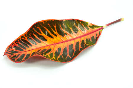 Colorful autumn leaf isolated on white の写真素材