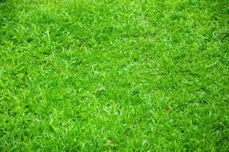Grassの写真素材