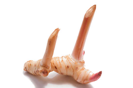 Galanga  Alpinia galanga SW   の写真素材