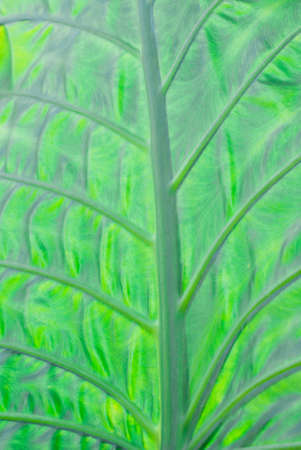 close up texture of green leafの写真素材