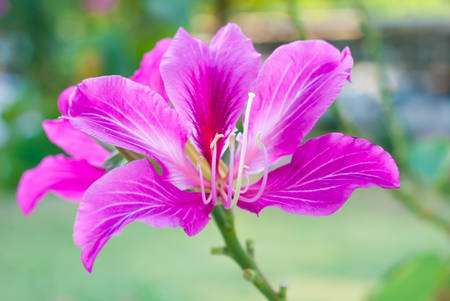 orchid treeの写真素材