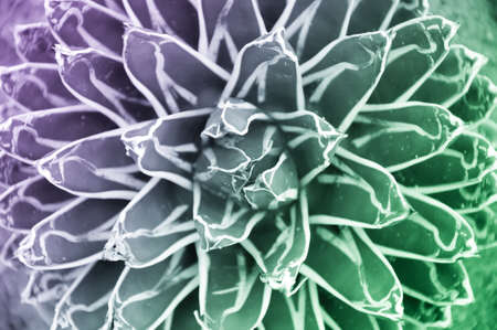 Sharp pointed agave plant leavesの写真素材