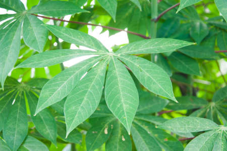 Cassava, Yuca, Mandioa, Manioc, Tapioca ,Sampou, ( Manihot esculenta (L.) Crantz)の写真素材