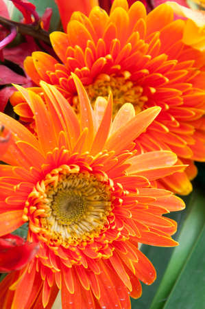 Gerbera flowerの写真素材
