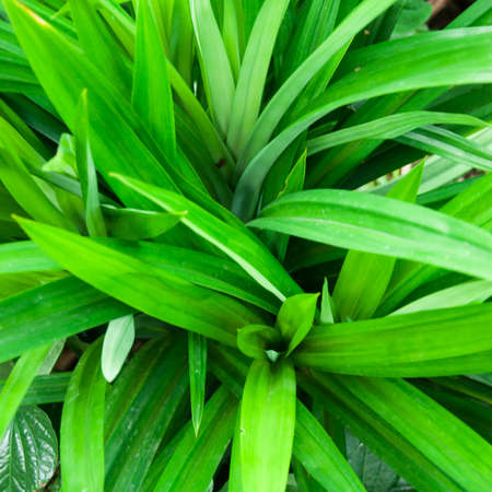 The scent of pandanus leaves develops only on withering; the fresh, intact plants hardly have any odour.の写真素材
