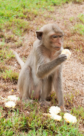 monkeyの写真素材