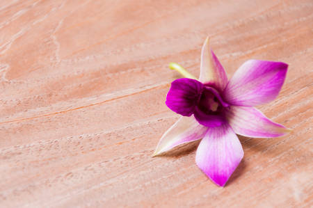 Spa orchidの写真素材