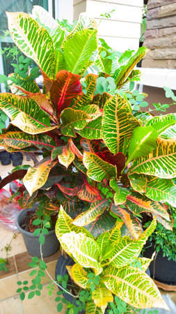 leaves background in sunny day, variegated foliage of krotonの写真素材