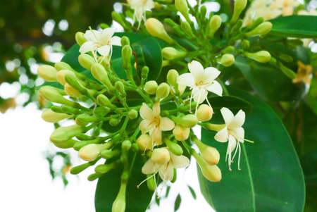 Close up Tembusu flowers(Fagraea fragrans Roxb.)の写真素材