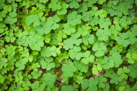 leaf clover isolated on whiteの写真素材