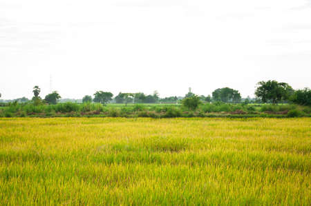 Rice fieldの写真素材