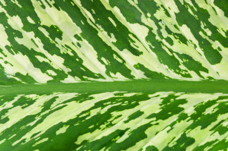 green leaf texture for backgroundの写真素材
