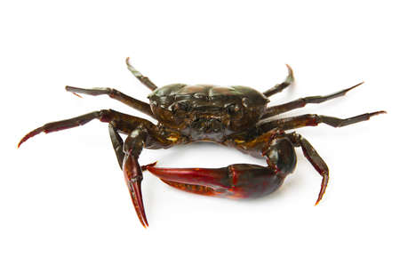 living freshwater crab on a white backgroundの写真素材