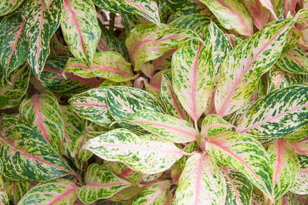 Aglaonema Plantの写真素材