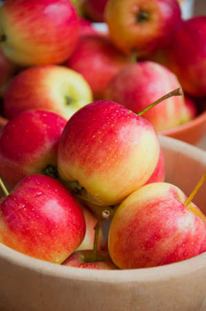 Red applesの写真素材