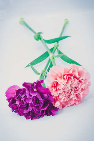 branch carnation flowersの写真素材