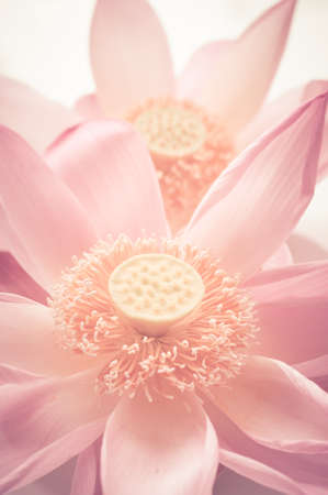 Lotus petal on white background with area for your textの写真素材