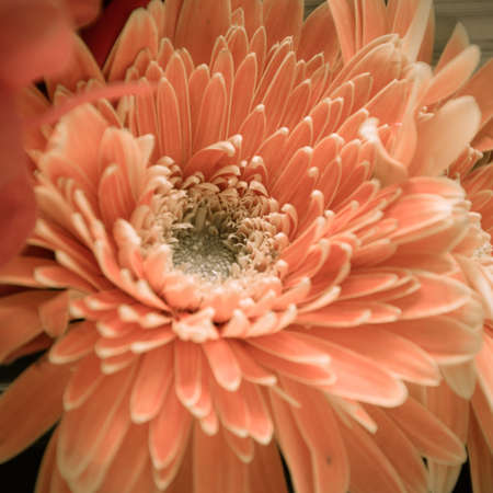 Gerbera flowerの写真素材
