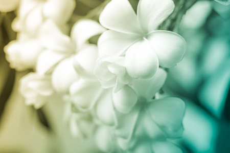 white and yellow frangipani flowers with leaves, Blur backgroundの写真素材