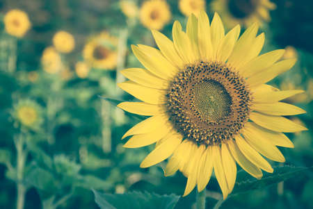 Sunflowersの写真素材