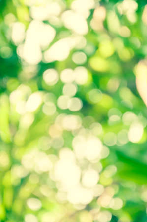 abstract green nature backgroundの写真素材