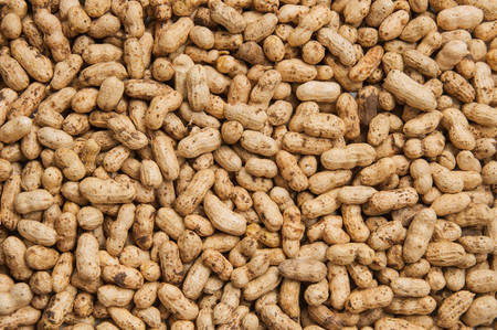 Peanuts In Shellsの写真素材