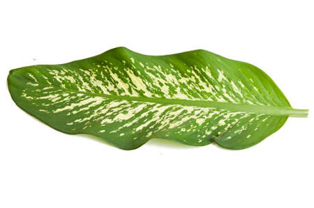 Green leaves of dieffenbachia over white backgroundの写真素材