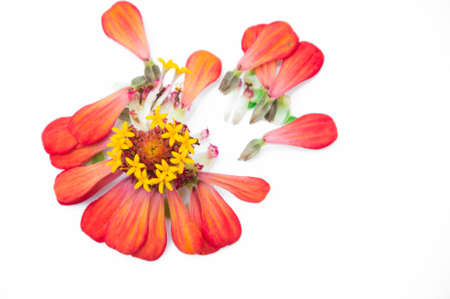 A colorful summer zinnias flowerの写真素材