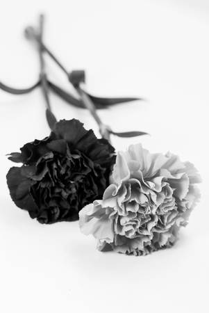 Abstract black and white carnationの写真素材