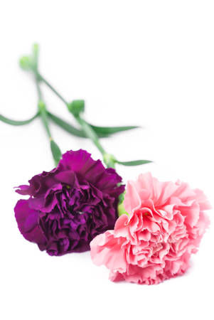 pink carnation on white backgroundの写真素材