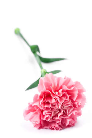 pink carnation on white backgroundの写真素材