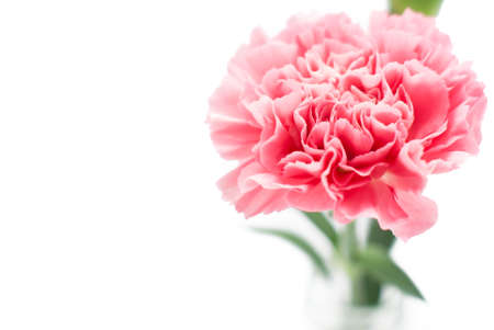 pink carnation on white backgroundの写真素材