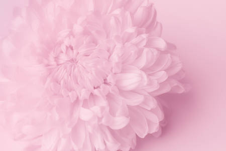 chrysanthemum background, pure conceptの写真素材