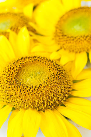 Bright sunflowers backgroundの写真素材