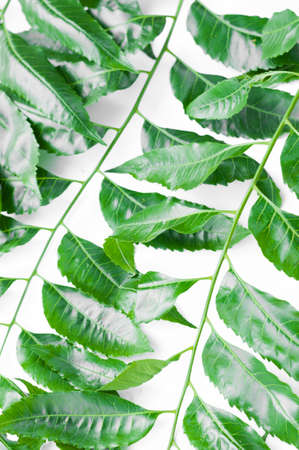 Azadirachta indica -Neem leaves and flowersの写真素材