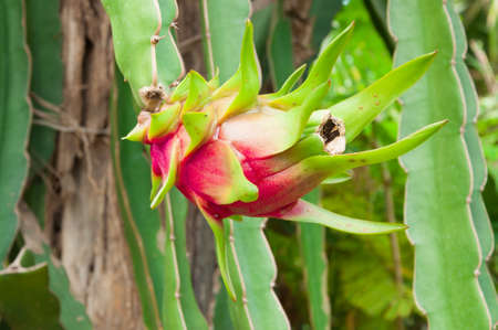 The dragon fruitの写真素材