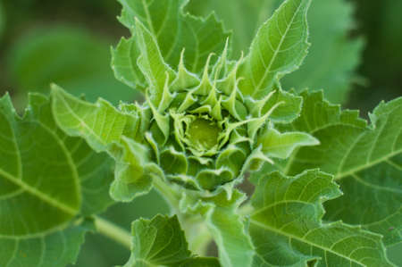 sunflower fieldの写真素材