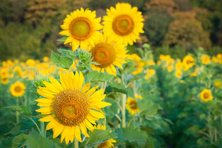 sunflower fieldの写真素材