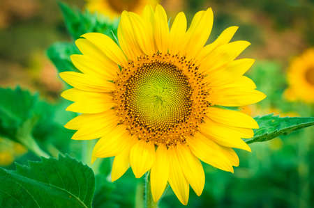 sunflower fieldの写真素材