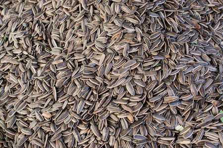 organic sunflower seed for background usesの写真素材