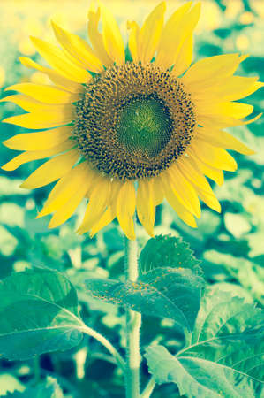 Vintage sunflowerの写真素材