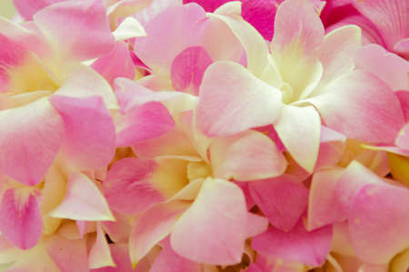 pink orchid flower の写真素材