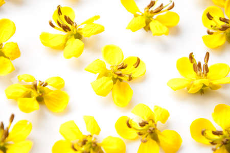 Cassia flower.の写真素材