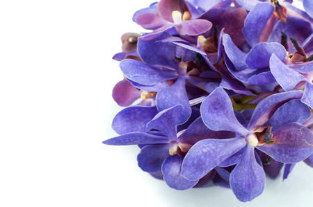 Beautiful Violet Orchid Bud isolated on white の写真素材