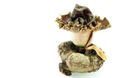 Elephant yam, Stanley s water-tub, Konjac