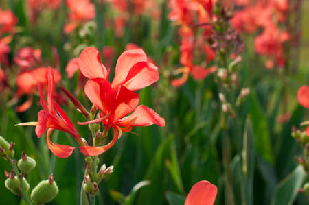indian shot, Canna (Canna spp. and hybrid)の写真素材